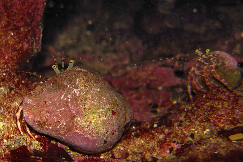 coppia di Pagurus anachoretus